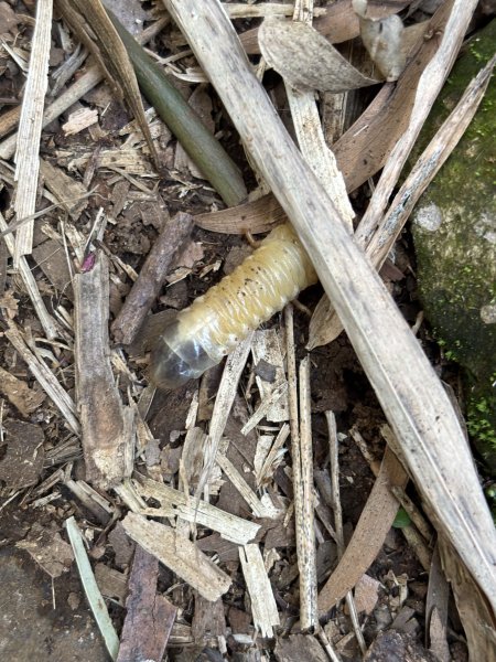 陽明山東西大縱走-西段3016178