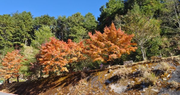 麟趾山、鹿林山、鹿林前山三山縱走(塔塔加三山)2990378
