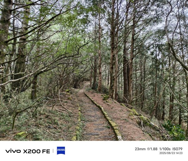 [玉山尋寶任務-05/12] 2025_0823 塔塔加步道(大鐵杉登山步道)2869649