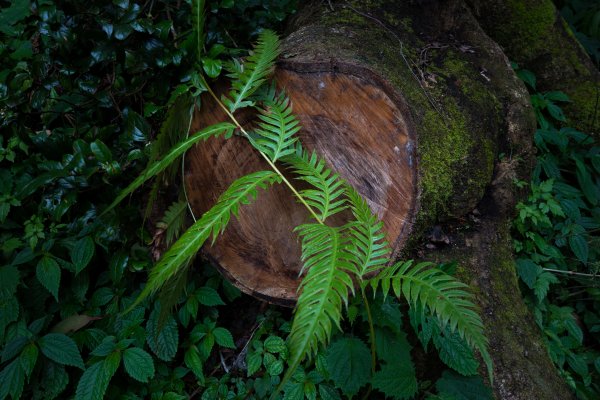 猴子就是愛爬山(奇萊南華)#5.6567219
