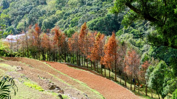 平菁街櫻花2697249