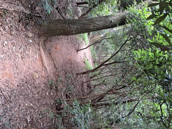 苗栗火炎山，南鞍古道O走3118385