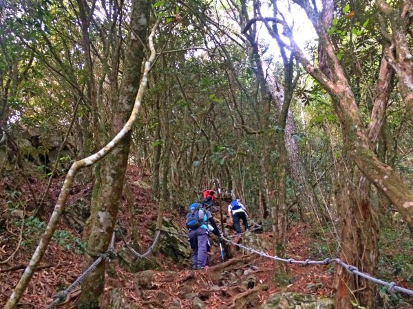 再登鳶嘴山-巧遇同事 2018/11/16462738