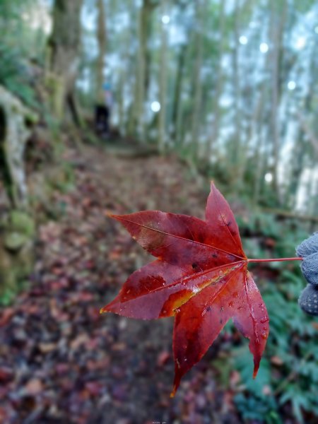 【雲林古坑】舒適宜人。 石壁山連走好望角嘉南雲峰2755257