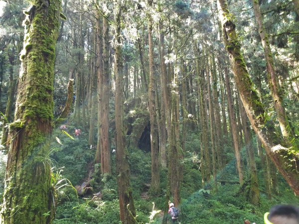 嶺頭山-金柑樹山-忘憂森林，O型縱走1000747