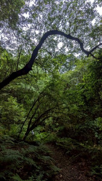 鎮西堡巨木步道群 (B區)2861137