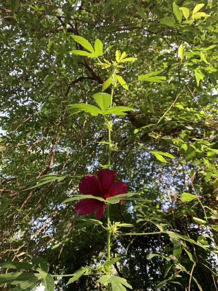 20251010高雄尾寮山-西北峰2913635