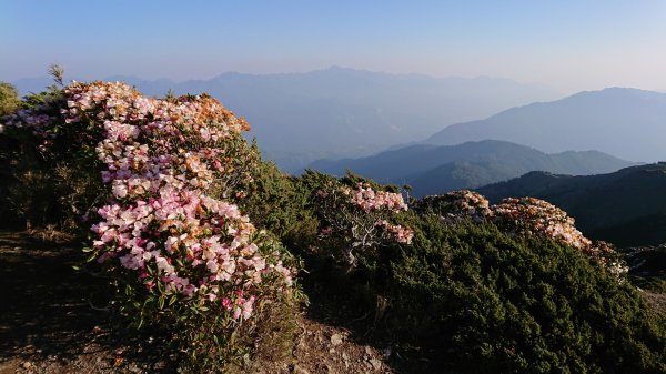 合歡山五座百岳賞杜鵑花587049