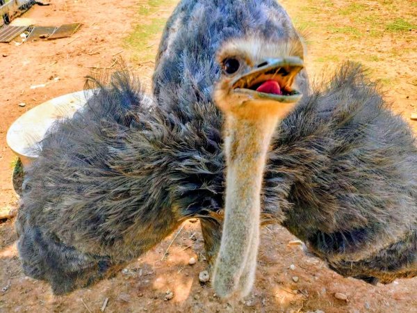 台東原生應用植物園3015247