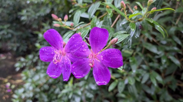 114.12.27尖山-40砲陣地之旅2971755