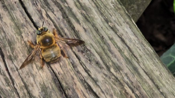 台中大坑頭嵙山（大冠鷲／木蜂／五色鳥／血藤花／鳳凰花）2756687
