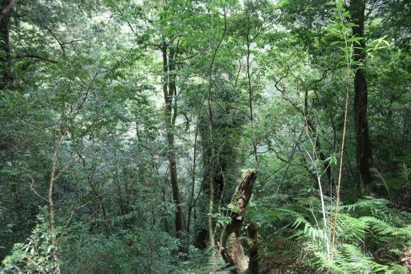 〔桃園復興〕拉拉山巨木，史詩級魔幻森林，75公頃紅檜 扁柏森林浴2237060