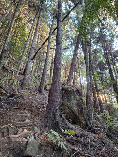 二萬坪山+屏遮那山+二萬坪神木區2439913