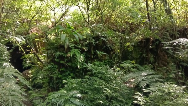 瑞芳區金瓜石地質公園-大粗坑古道(大粗坑山+小金瓜露頭)-樹梅坪-百二崁古道-金瓜石地質公園步道O型3055276