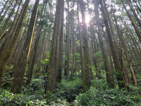 二萬坪山、二萬坪森林步道3055583