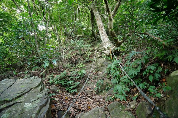 新北 烏來 烏來山、大桶山、四崁水山2829230