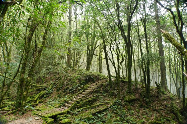 台中 和平 南松鶴山、八仙山、東松鶴山2877989