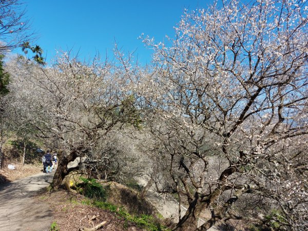 九份二山賞梅輕鬆行1237821