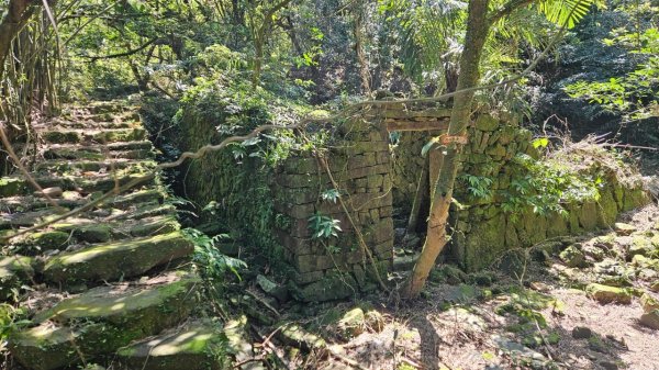 20250322遠望坑古道-龜媽坑古道中線-虎子山古道2743259