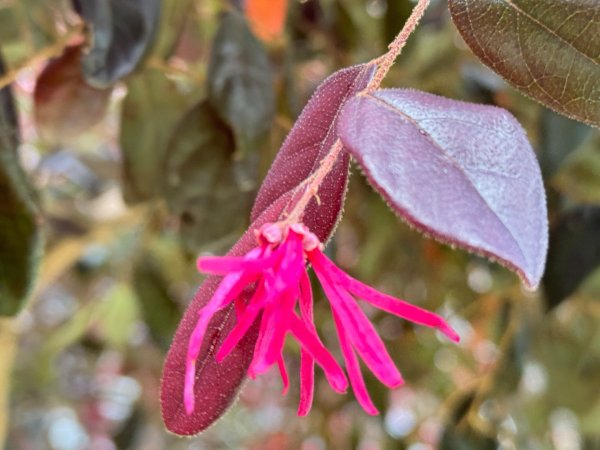 清泉 雪霸農場 野馬瞰山2925875
