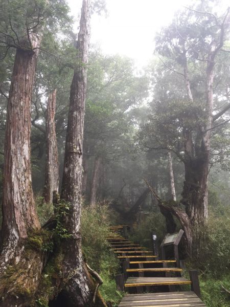 太平山檜木原始林步道225822