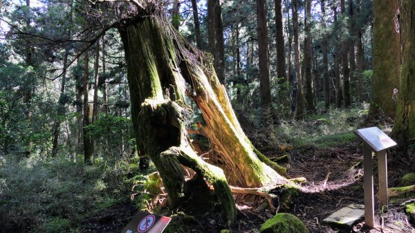 阿里山森遊區-祝山,對高岳步道2536977