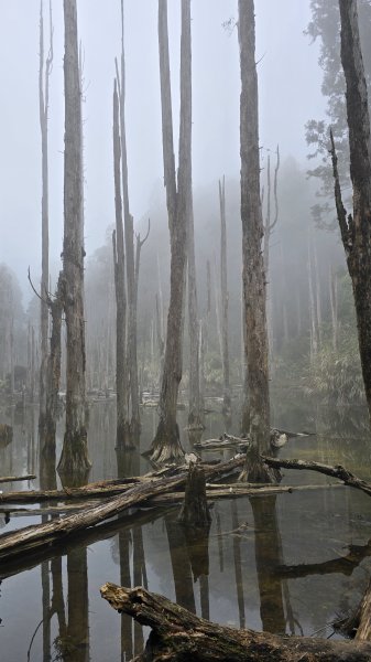 忘憂森林有一種美無法形容，雲霧繚繞，水氣朦朧，全台入園數第一名的森林遊樂區，溪頭自然教育園區2729336