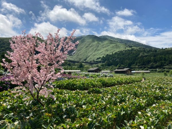 【臺北大縱走2】頂湖和竹子湖賞繡球花海芋封面