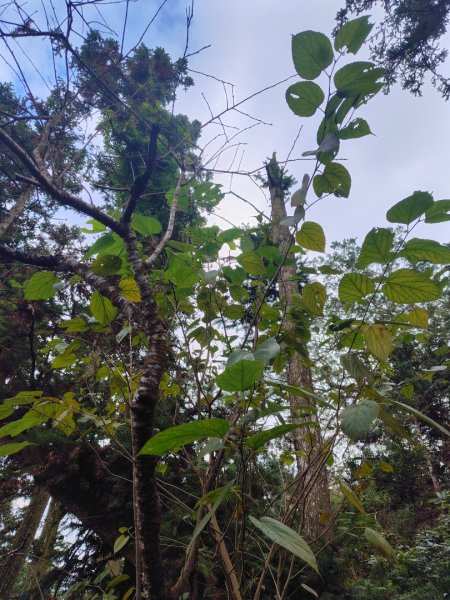 鳳鳴古道 鳳鳴山 南隘勇（南長城）古道 三湖山 八達嶺（龍骨）古道 綠色古道 延平古道2975236