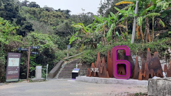 《台中》樹中有樹｜大坑步道6上7下O繞202502082708606