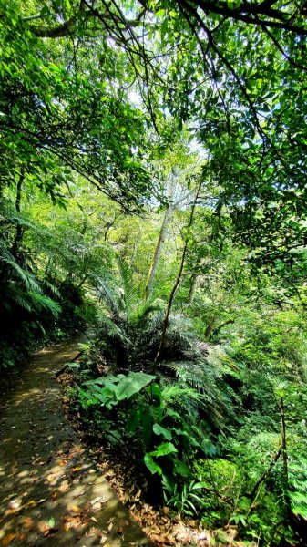 三峽紫微山，紫微聖母環山步道，土城桐花公園，五尖山，原住民族生態公園，龍潭大平紅橋，三坑自然生態公園1746455