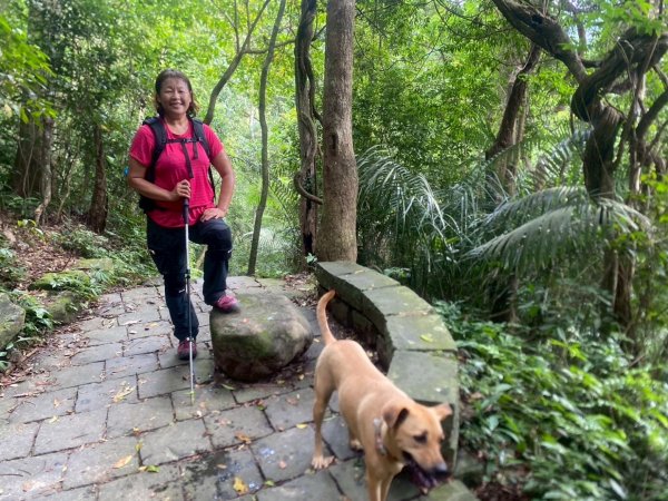 苗栗縣獅潭鄉鳴凰古道O型縱走2803651