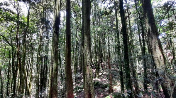 《台中》魔幻森林｜橫嶺山沙蓮山O型202104301367147