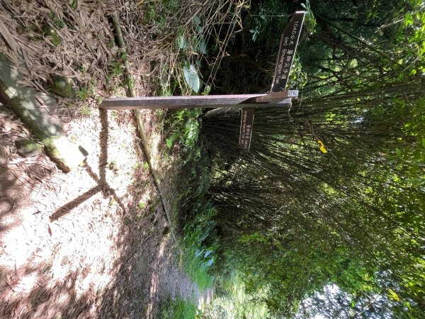 20230705_平溪薯榔尖、國旗嶺步道2762615