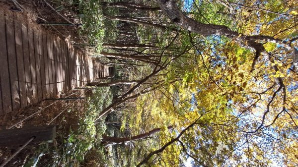 濟州島漢拏山-靈室路線上2942629