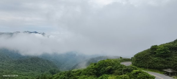 雲山水花鳥蝶-天龍國阿伯的日常 #台灣野百合 #石牆蝶 #遷粉蝶(淡黃蝶） #台灣粉蝶3054090