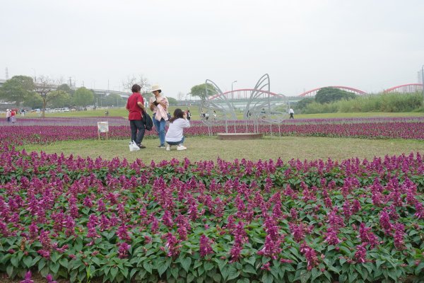 古亭河濱公園紫色花海1286078