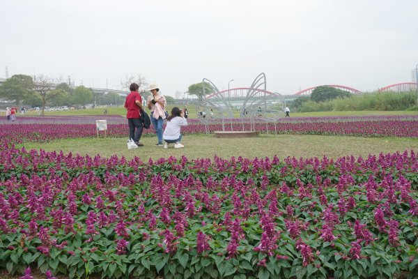 古亭河濱公園紫色花海 健行筆記