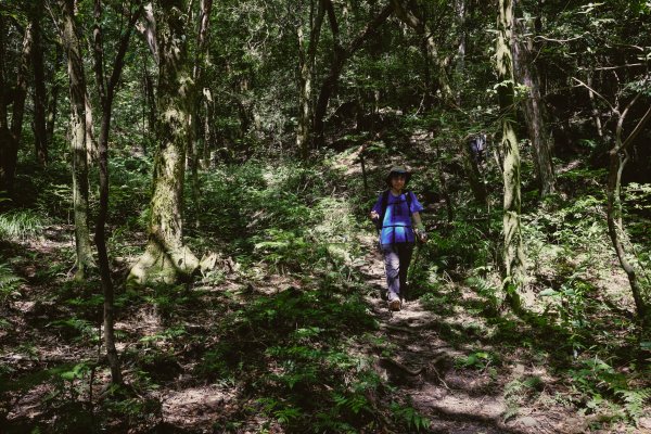 桃園復興區 處暑‧北插天山岩戶線2868420