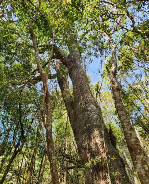 【中級山】邑治第一山，守城大山，連走守關山，守關山南峰2740911
