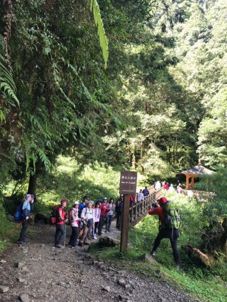 【阿里山】特富野古道1093761