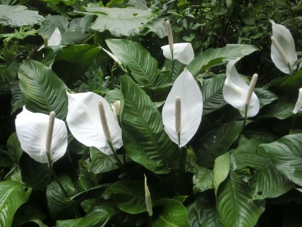 承天禪寺．天上山．桐花公園123397