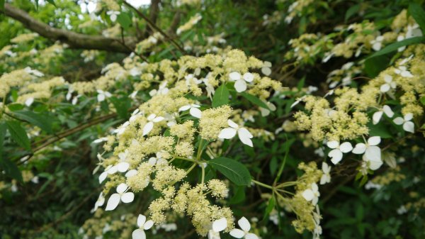 獅仔頭山登山健行趣(小百岳20號)1531847