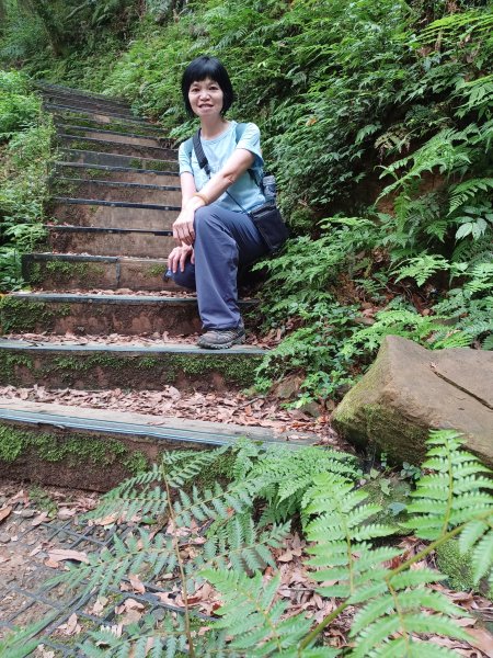【桃園復興】台灣百大必訪步道。 東眼山森林遊樂區-東眼山自導式步道2835946