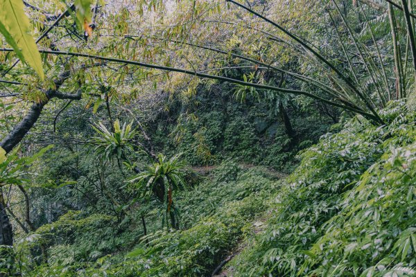 [新北]二格山2730226