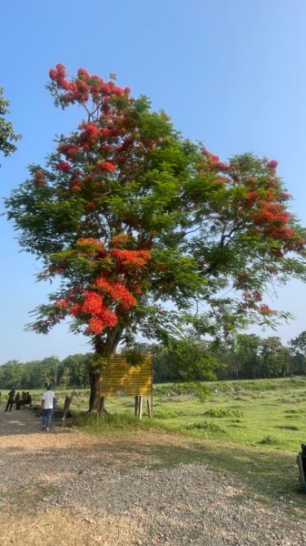 尼泊爾奇旺國家公園4天三夜2788955