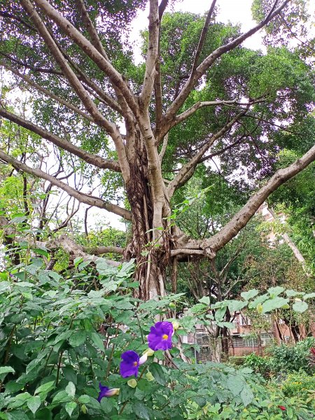 內湖大港墘公園、文德三號公園、瑞陽公園、碧湖公園、國立臺灣戲曲學院、湖濱里《繁花似錦》1916958