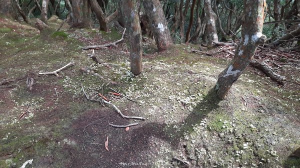 《新竹》斷崖神木｜北得拉曼步道小P繞202510172917534