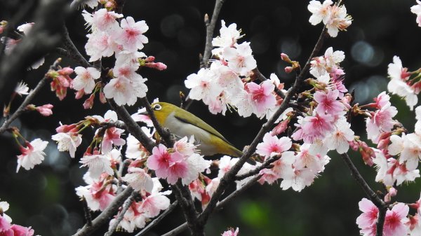 中正紀念堂-花鳥&大屯山雲海（山嵐）2/12703314