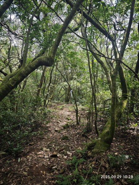 2025-0929 鹿堀坪古道2899438